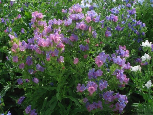 藍薊種子發(fā)芽出苗開(kāi)花圖片