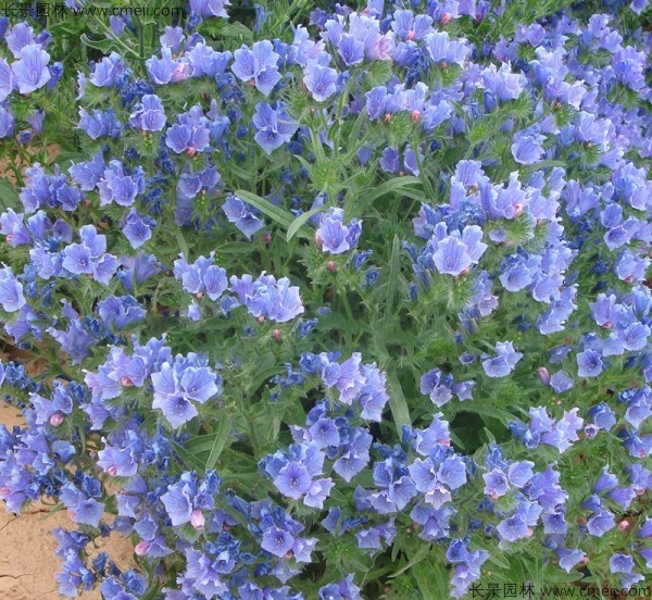藍薊種子發(fā)芽出苗開(kāi)花圖片