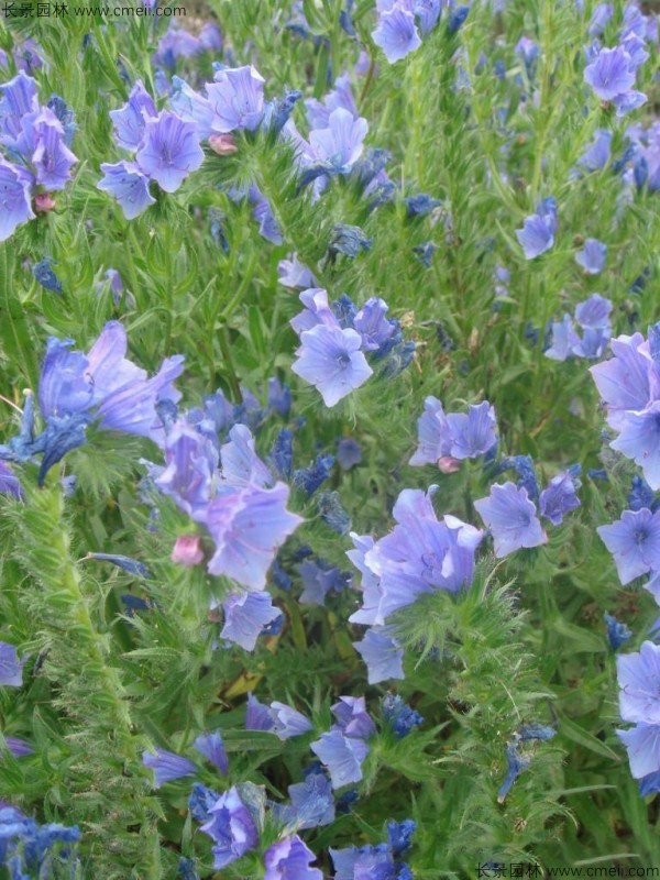 藍薊種子發(fā)芽出苗開(kāi)花圖片