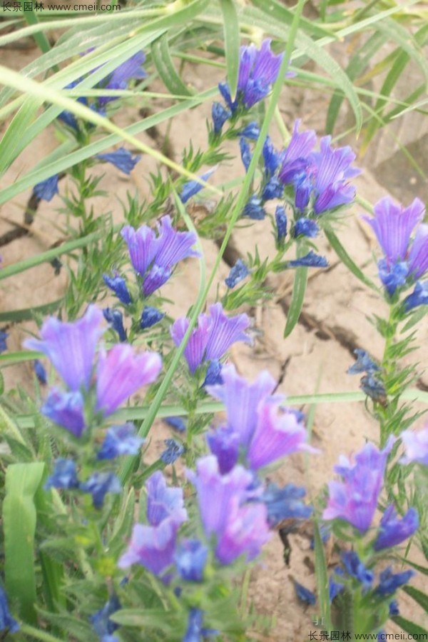 藍薊種子發(fā)芽出苗開(kāi)花圖片
