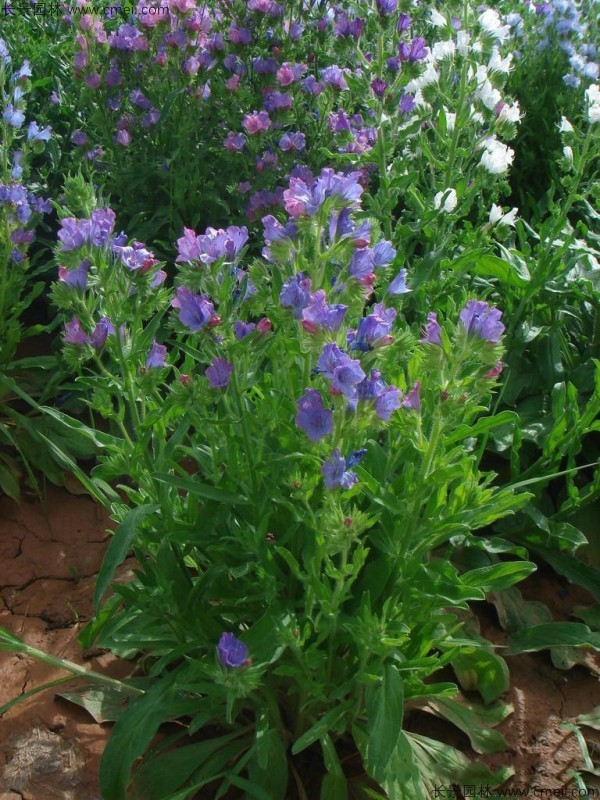 藍薊種子發(fā)芽出苗開(kāi)花圖片