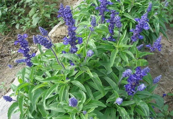 藍花鼠尾草種子發(fā)芽出苗開(kāi)花圖片