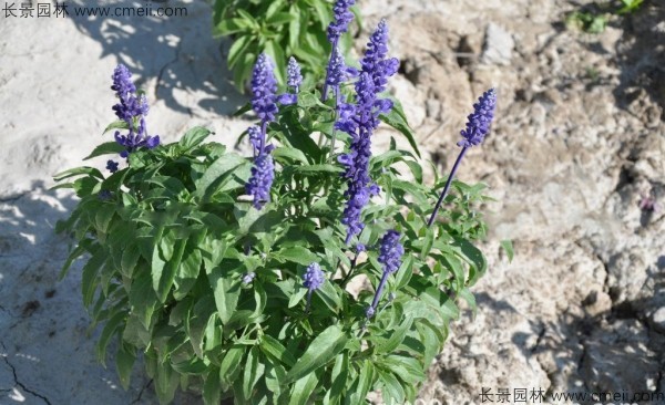 藍花鼠尾草種子發(fā)芽出苗開(kāi)花圖片