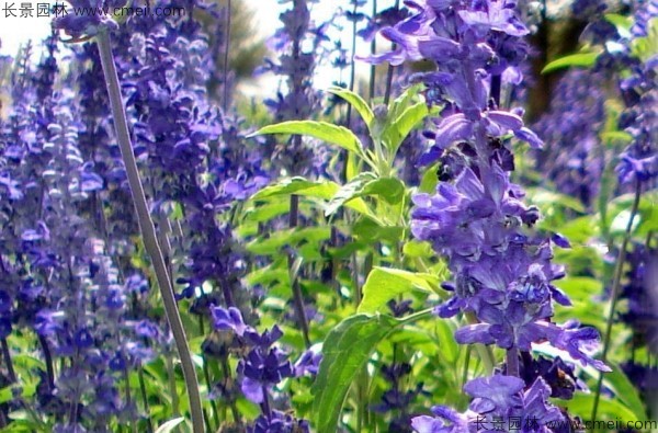 藍花鼠尾草種子發(fā)芽出苗開(kāi)花圖片