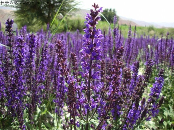 藍花鼠尾草種子發(fā)芽出苗開(kāi)花圖片