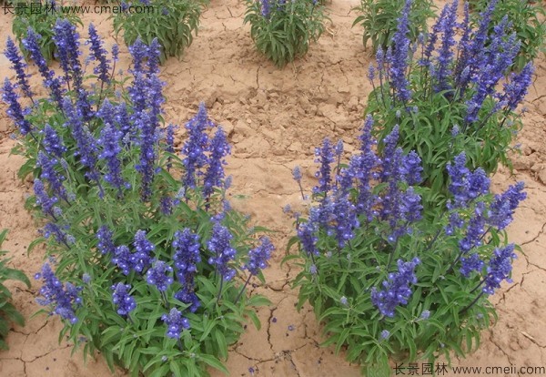 藍花鼠尾草種子發(fā)芽出苗開(kāi)花圖片