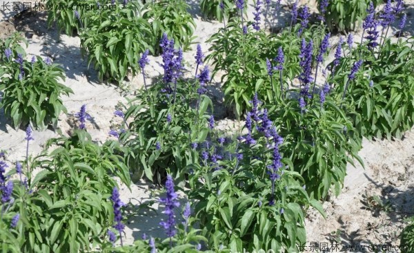 藍花鼠尾草種子發(fā)芽出苗開(kāi)花圖片