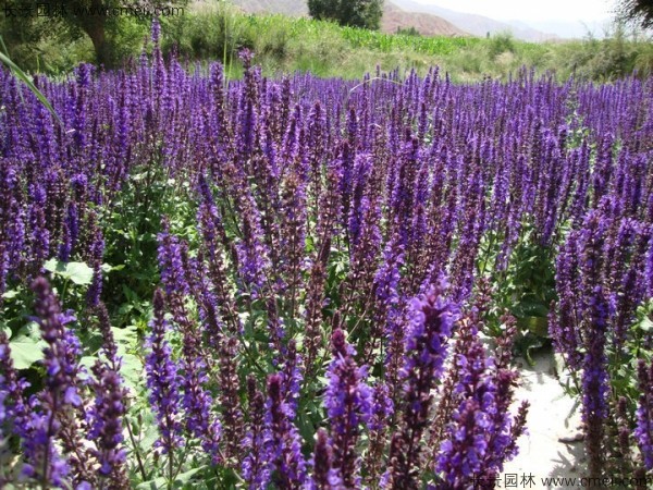 藍花鼠尾草種子發(fā)芽出苗開(kāi)花圖片