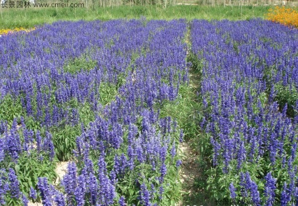 藍花鼠尾草種子發(fā)芽出苗開(kāi)花圖片