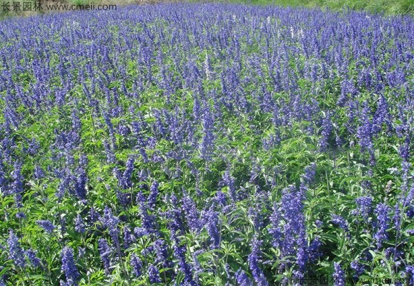 藍花鼠尾草種子發(fā)芽出苗開(kāi)花圖片