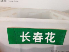 長(cháng)春花種子