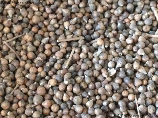 長(cháng)春花種子圖片