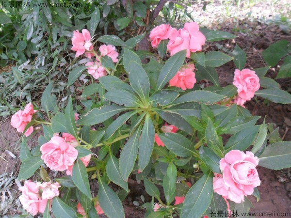 長(cháng)春花種子發(fā)芽出苗開(kāi)花圖片