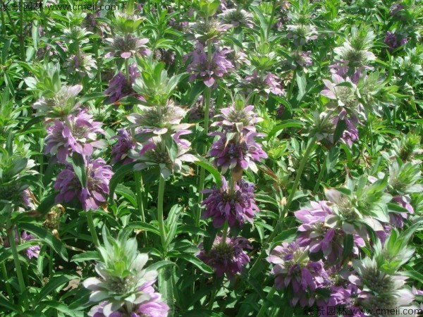 美國薄荷種子發(fā)芽出苗開(kāi)花圖片