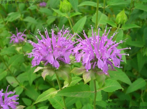 美國薄荷種子發(fā)芽出苗開(kāi)花圖片