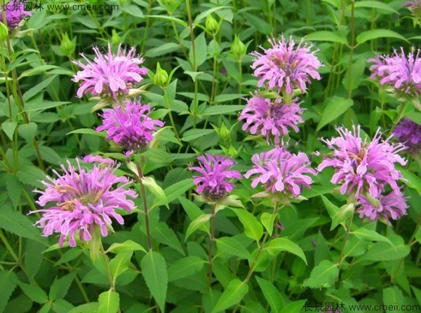 美國薄荷種子發(fā)芽出苗開(kāi)花圖片