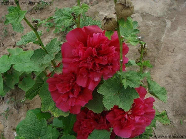 馬絡(luò )葵種子發(fā)芽出苗開(kāi)花圖片