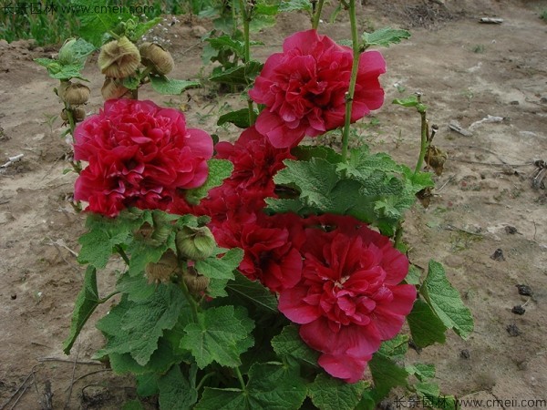 馬絡(luò )葵種子發(fā)芽出苗開(kāi)花圖片