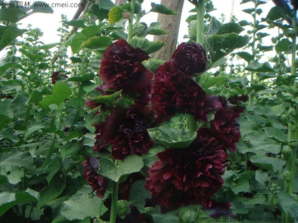 馬絡(luò )葵種子發(fā)芽出苗開(kāi)花圖片