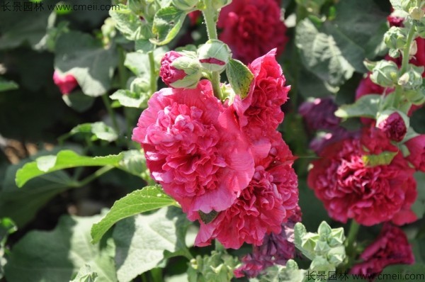 馬絡(luò )葵種子發(fā)芽出苗開(kāi)花圖片