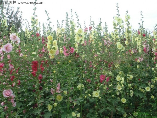 馬絡(luò )葵種子發(fā)芽出苗開(kāi)花圖片