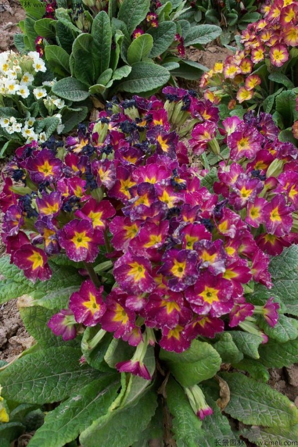 歐洲報春種子發(fā)芽出苗開(kāi)花圖片