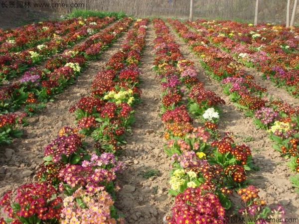 歐洲報春種子發(fā)芽出苗開(kāi)花圖片