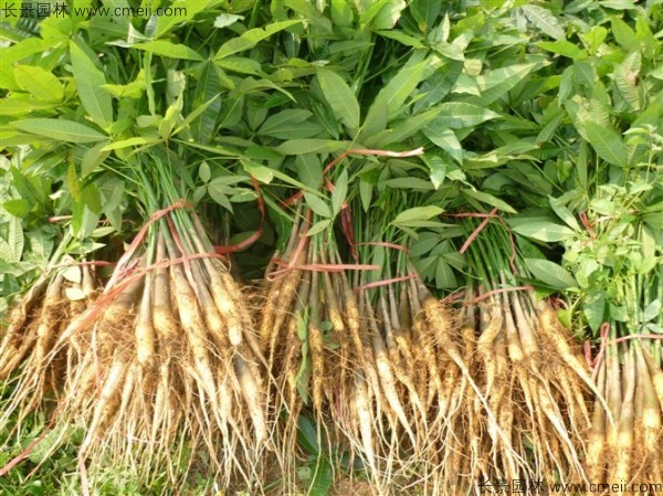 發(fā)財樹(shù)種子發(fā)芽出苗圖片