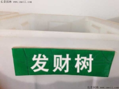 發(fā)財樹(shù)種子
