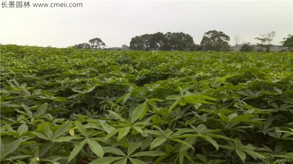 發(fā)財樹(shù)種子發(fā)芽出苗圖片