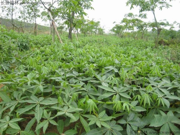 發(fā)財樹(shù)種子發(fā)芽出苗圖片