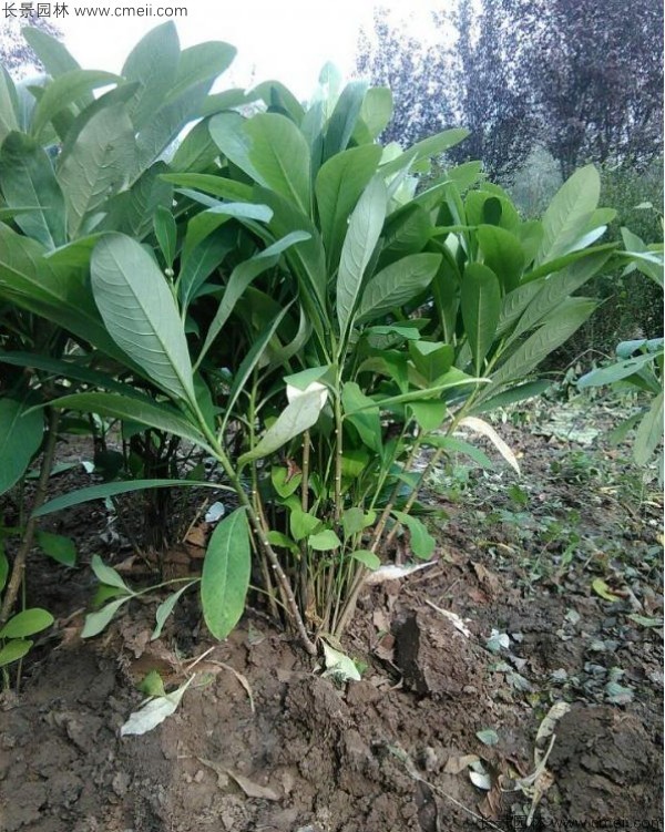 結香種子發(fā)芽出苗圖片
