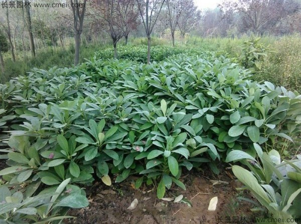 結香種子發(fā)芽出苗圖片