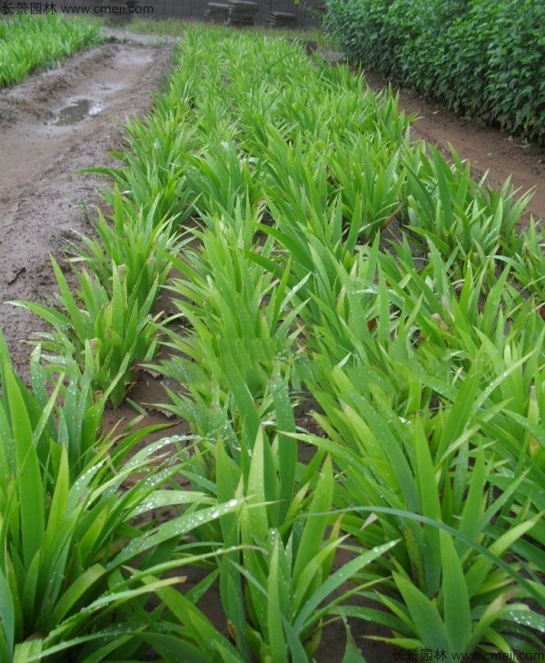 藍花鳶尾種子發(fā)芽出苗開(kāi)花圖片