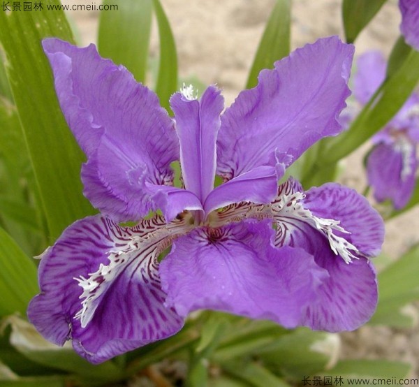 藍花鳶尾種子發(fā)芽出苗開(kāi)花圖片