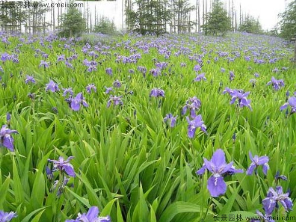 藍花鳶尾種子發(fā)芽出苗開(kāi)花圖片