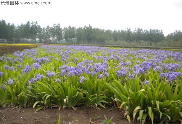 藍花鳶尾種子發(fā)芽出苗開(kāi)花圖片