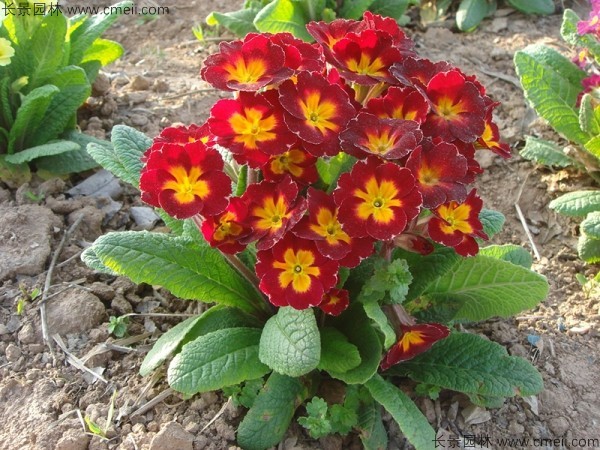 報春花種子發(fā)芽出苗開(kāi)花圖片