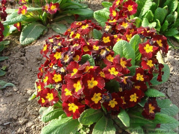 報春花種子發(fā)芽出苗開(kāi)花圖片