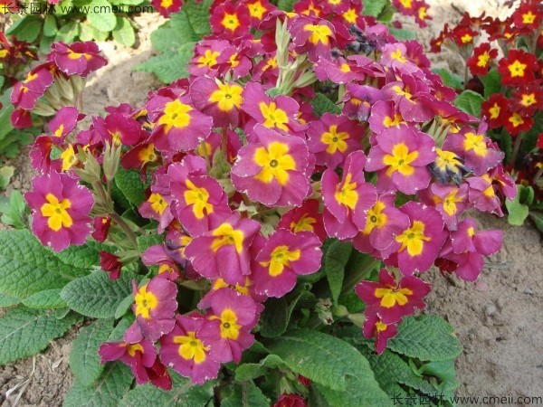報春花種子發(fā)芽出苗開(kāi)花圖片