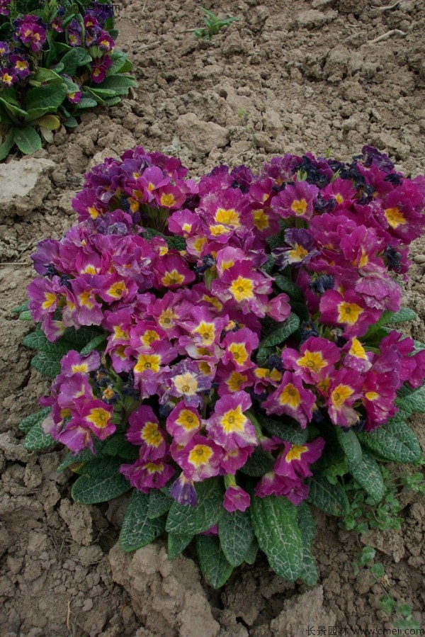 報春花種子發(fā)芽出苗開(kāi)花圖片