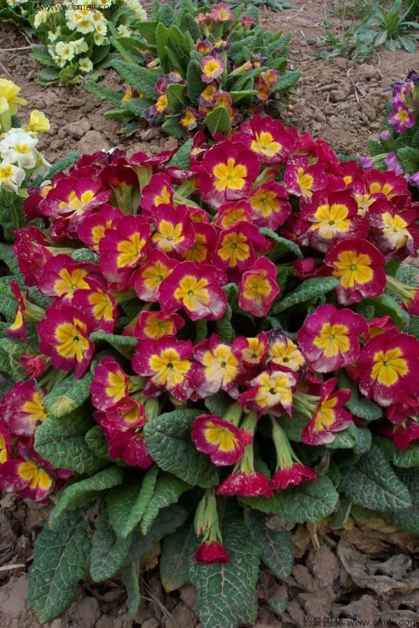 報春花種子發(fā)芽出苗開(kāi)花圖片