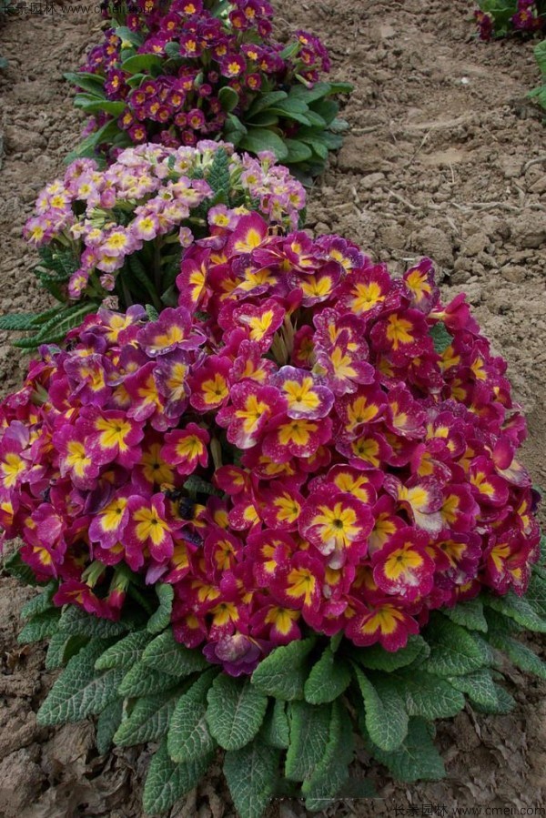 報春花種子發(fā)芽出苗開(kāi)花圖片