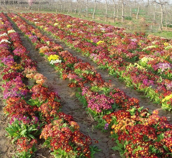 報春花種子發(fā)芽出苗開(kāi)花圖片