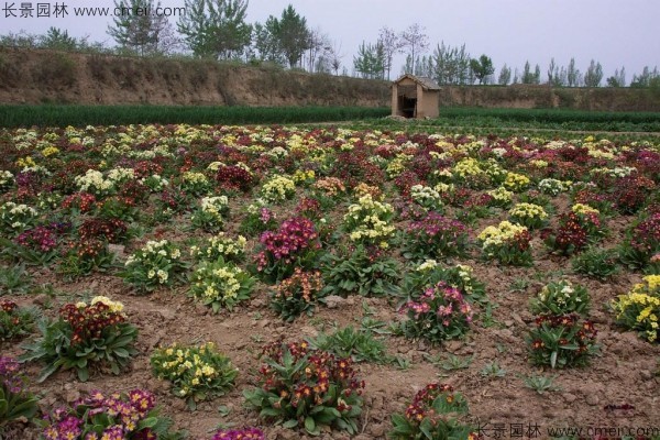 報春花種子發(fā)芽出苗開(kāi)花圖片