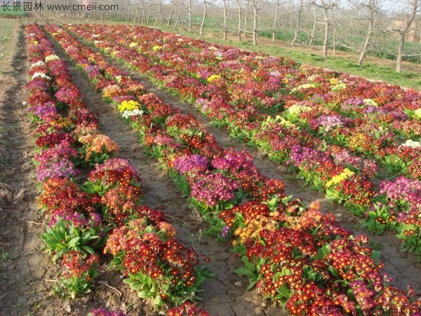 報春花種子發(fā)芽出苗開(kāi)花圖片