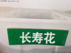長(cháng)壽花種子