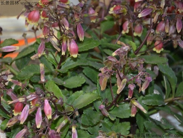 長(cháng)壽花種子發(fā)芽出苗圖片