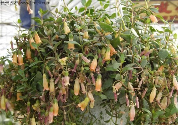 長(cháng)壽花種子發(fā)芽出苗圖片