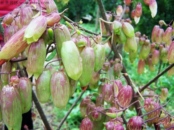 長(cháng)壽花種子發(fā)芽出苗圖片